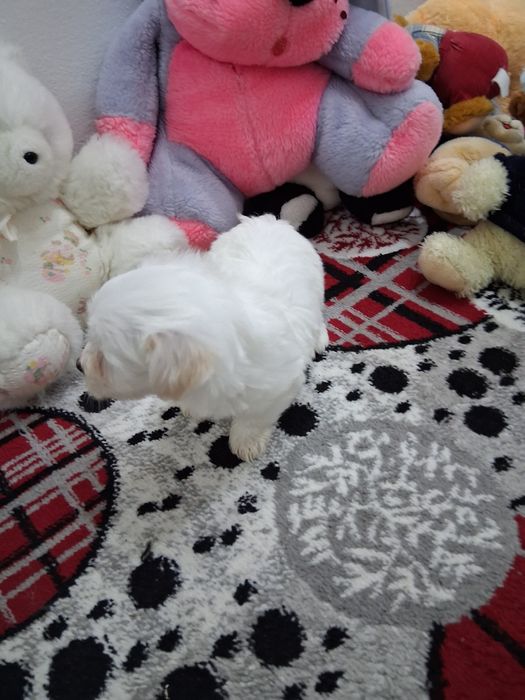 Vind cătel bichon rasa mică