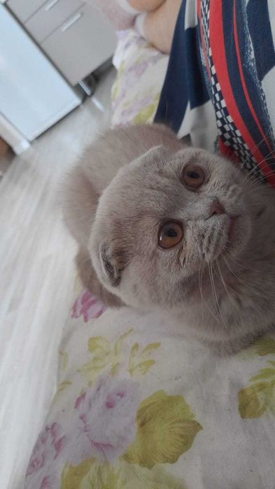 котенок вислоухая пять месяцев