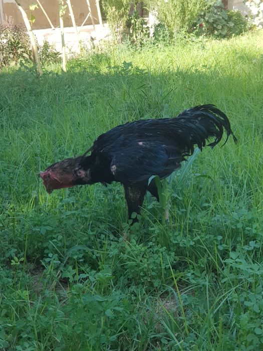 Dakan.shamo.sotiladi.