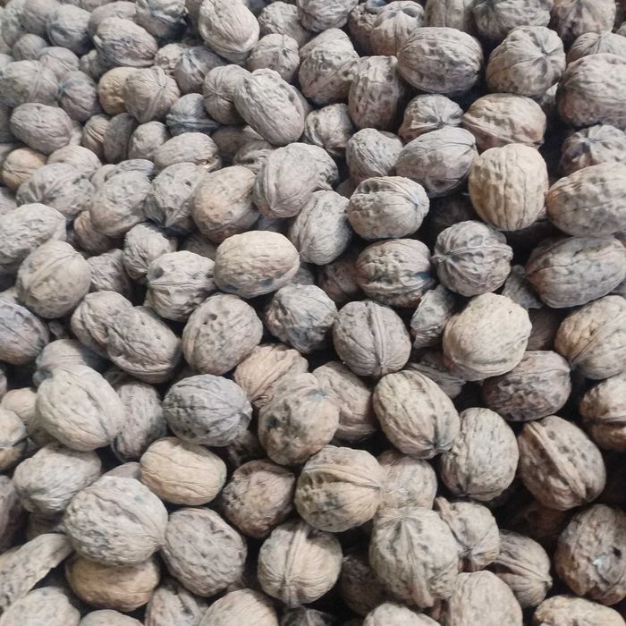 Nuca în coaja. Vând