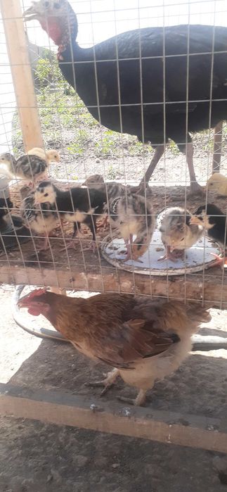 kurka jo'jalar sotiladi