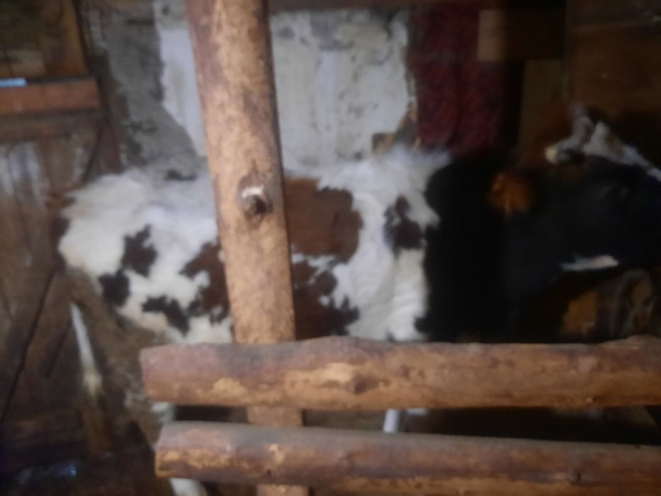 Продам тёлка 2года