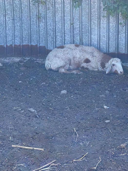 2 кочкара 2 матки 1 ягненок