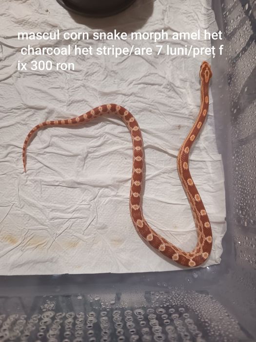 CornSnake & Piton Ball