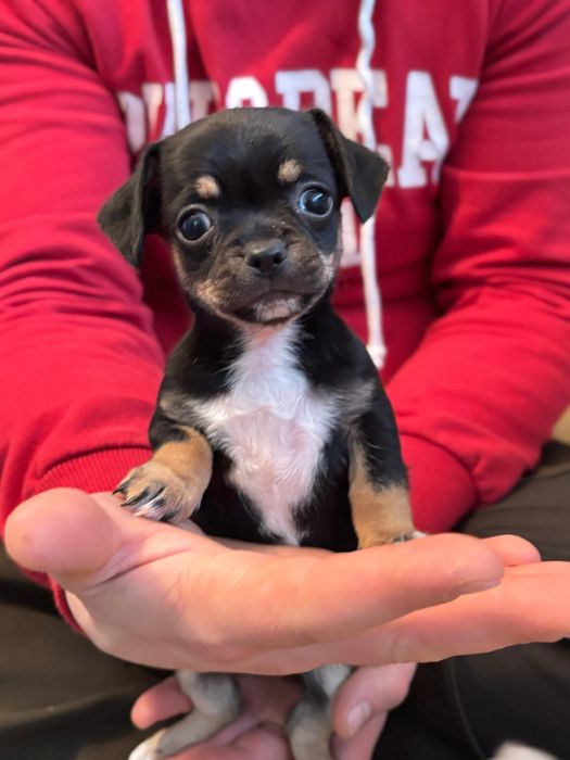 Vand catel Chihuahua