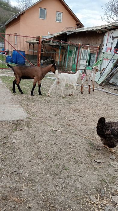 Vand 2 Capre Alpine cu iezi