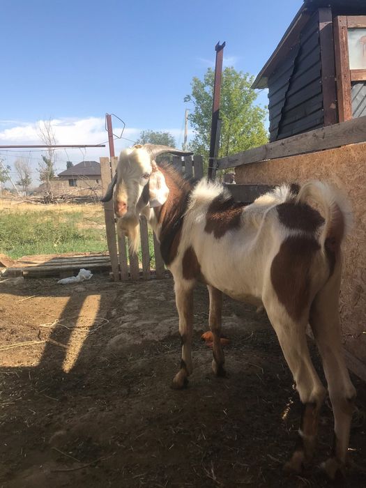 Продам теке производитель