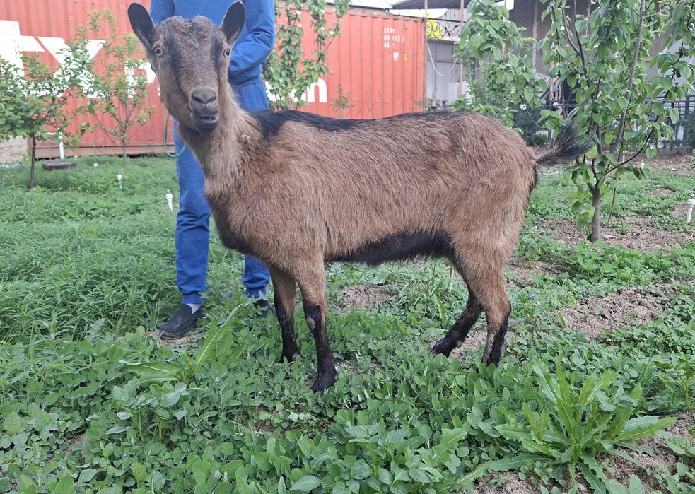 Alpin echki sotiladi  Алпин эчки прадаётся