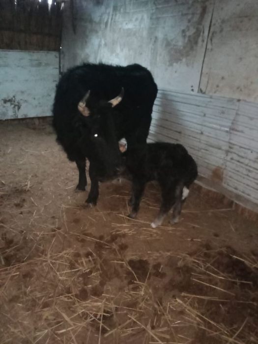 Бузаулы сиыр сатылады