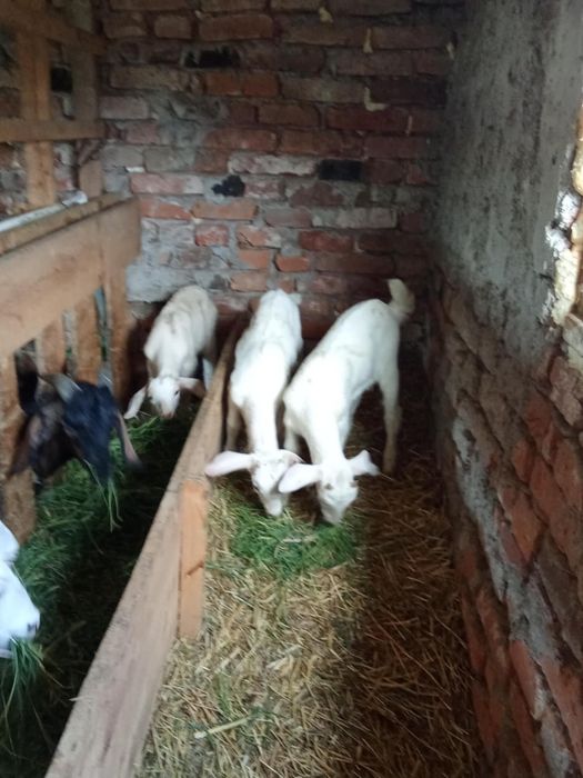 Vând țăpișori !!!