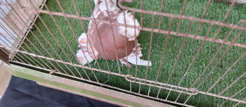 Нар қопқон сотилади. Двухчуби. Кабтар кабутар каптар голуб kabtar