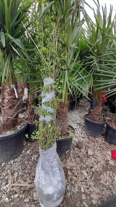 Vand Lemn Câinesc/Gard Viu