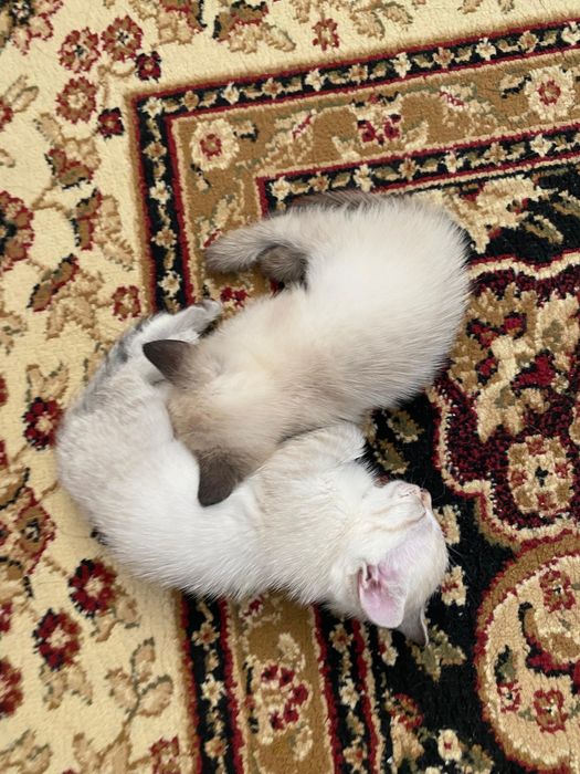 Бесплатно животные кошки