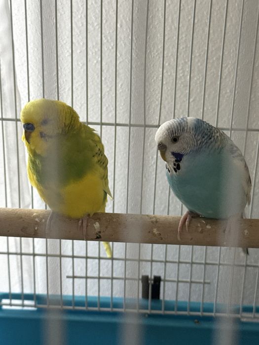 Perusi simpatici de vanzare