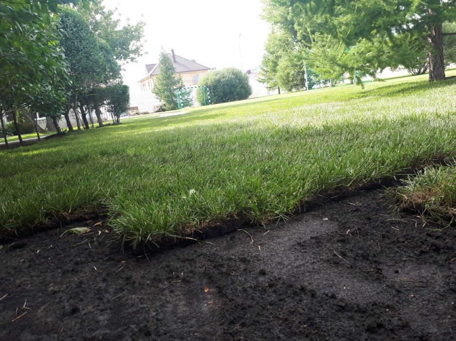 Газон рулонный (дерн) живой