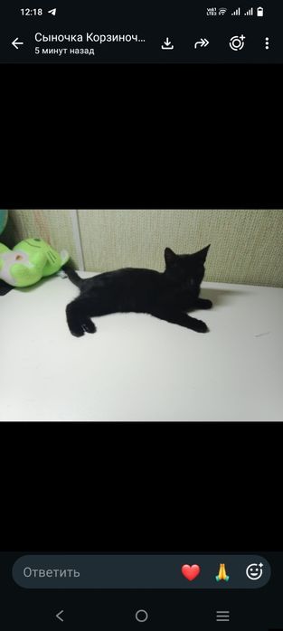 Отдам котенка мальчик