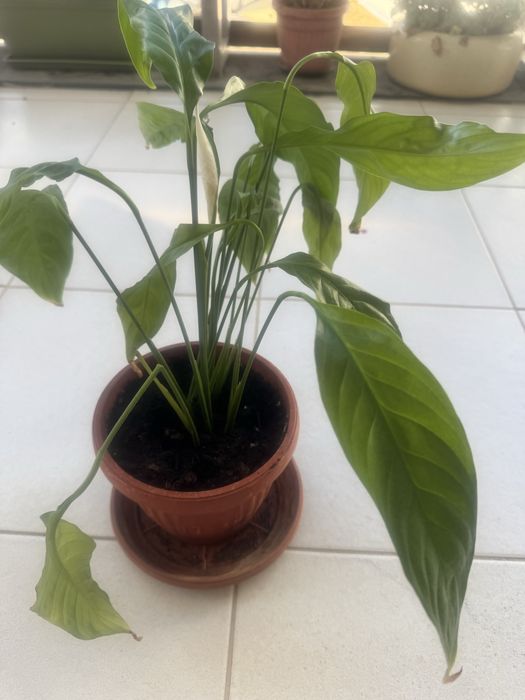 Цветя различни видове -4€-30€