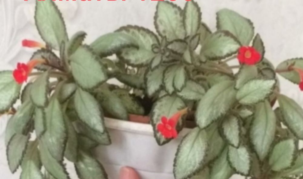 Эписции разные красивые