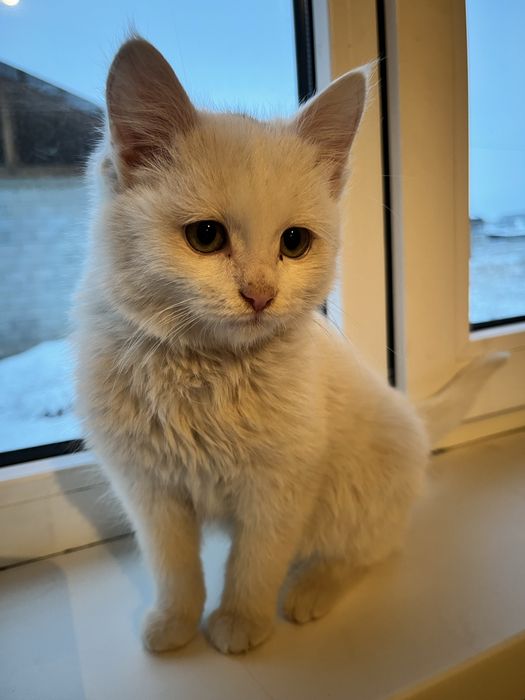 Шотландский мысық