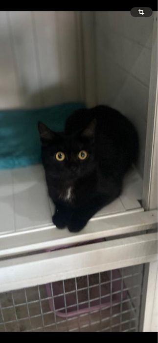 Отдам кошечку в добрые руки