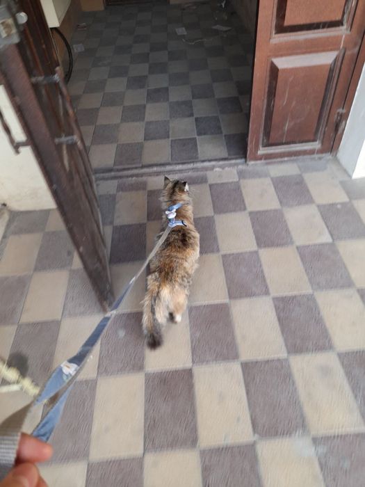 Muwu orgatilgan yuvvow