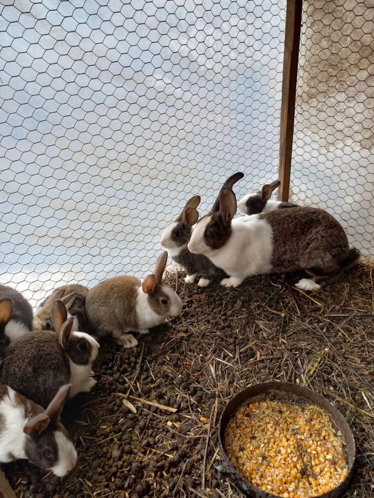 Vând iepurași Hycol de diferite vârste