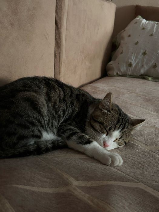 Отдадим в добрые руки!