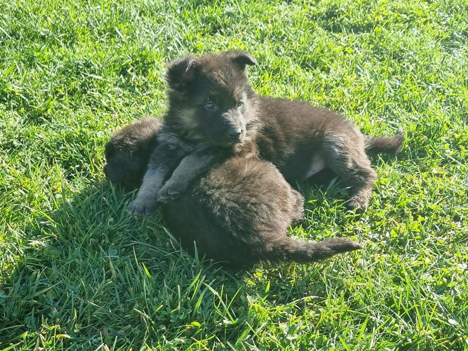 Малки немски овчарки