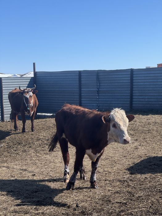 7 быков молодые племенные