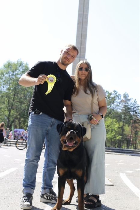 Mascul Rottweiler