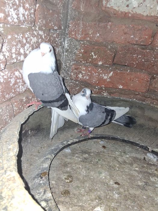 Schimb pereche de porumbei jucători de galați cu mascul fazan comun