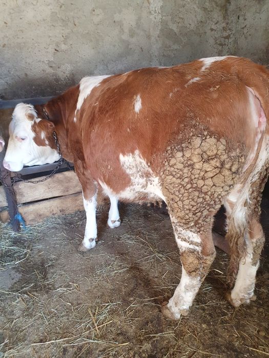 Schimb cu Vacă de Abator