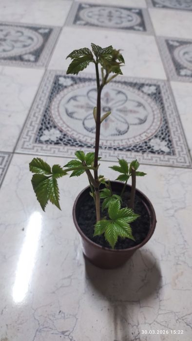 Девичий виноградик кучати, саженцы