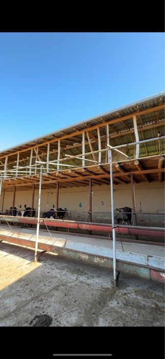 Ferma sotiladi arzon parkentda