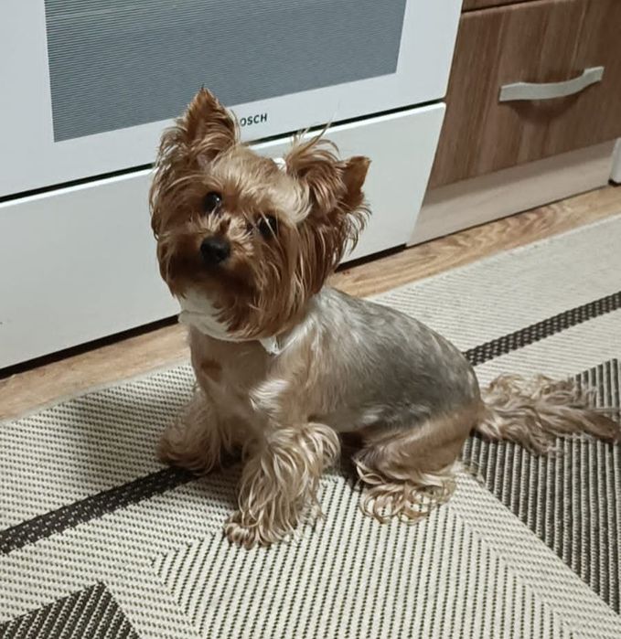 Крошечная, кукольная девочка йорка