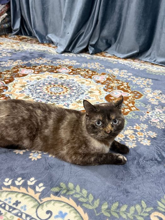 Отдам кошку на временную передержку