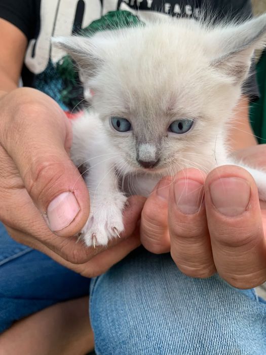 Котята бесплатно