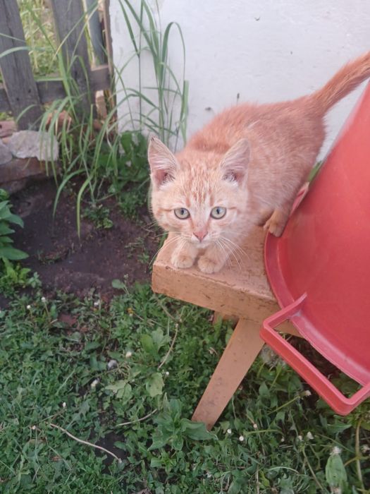 В добрые руки, котят