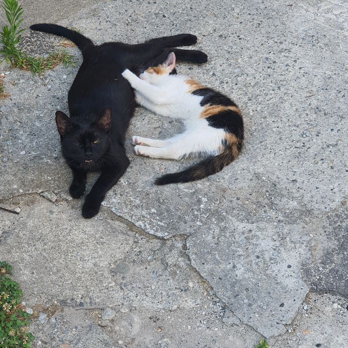 Pisică tânără pentru curte – Brăila (NU apartament)