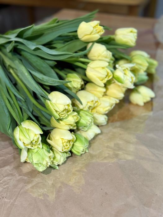 Тюльпаны пионовидыне и классика