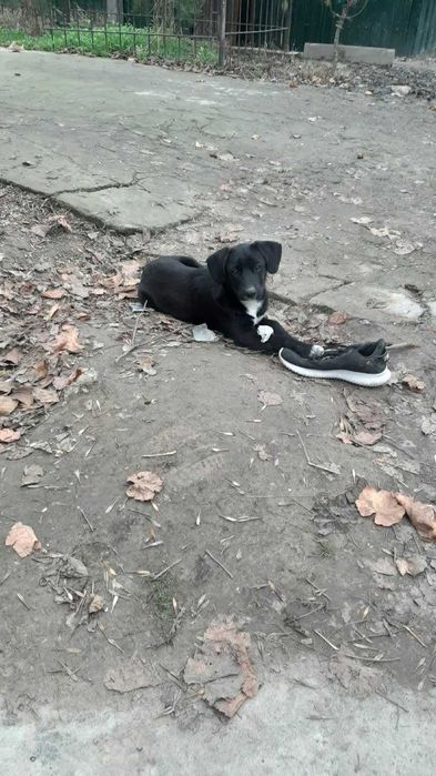 Щеночек в добрые руки