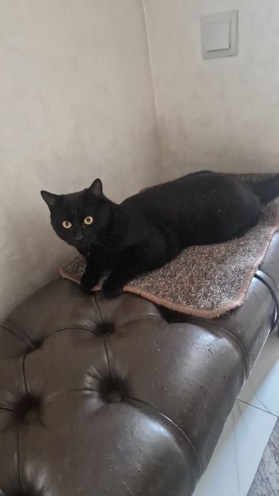 О дам котят подростков, бесплатно!