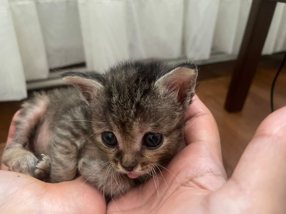 Котята (все мальчики)
​Те