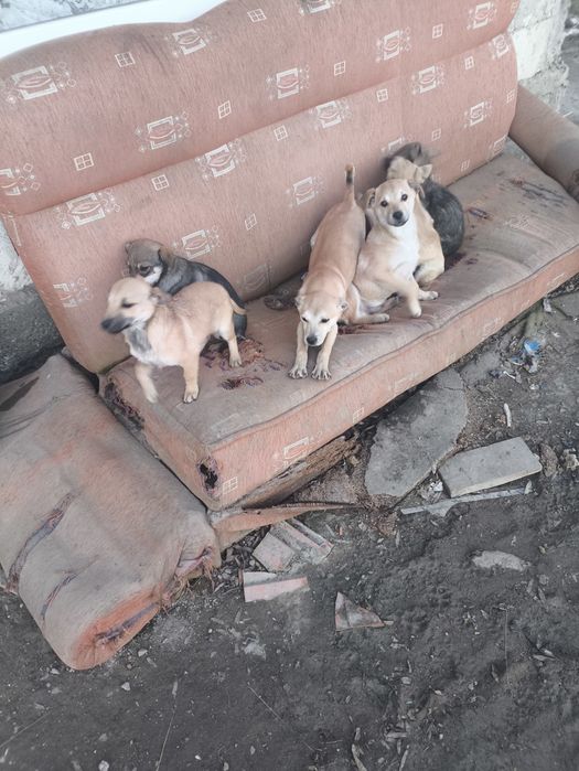 Adopții cățeluși