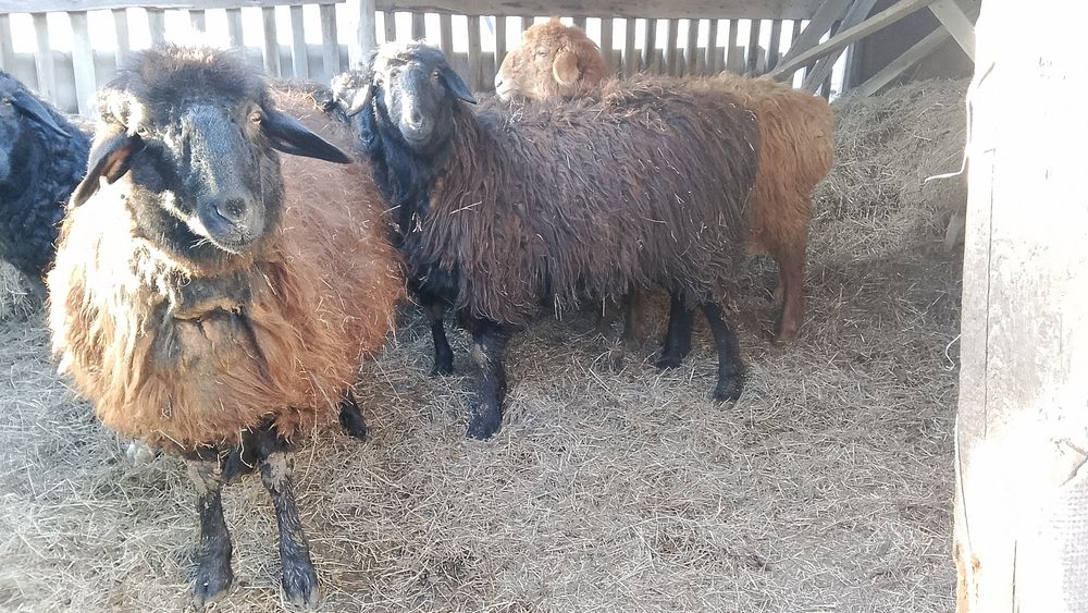 Тоқтылар сатылады