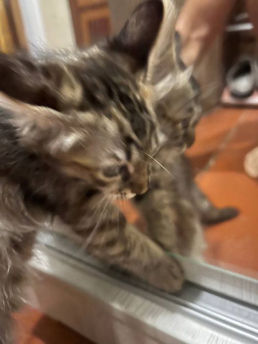 Отдадим в добрые руки