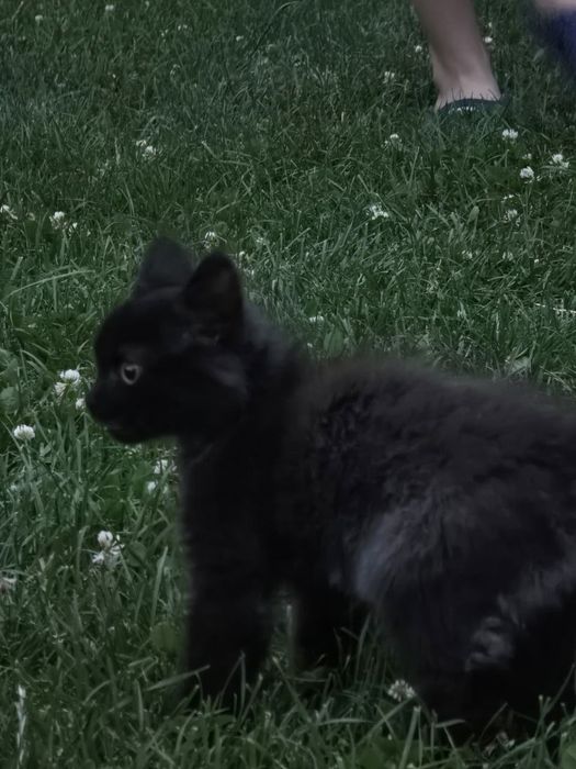 Котенок, отдаем даром