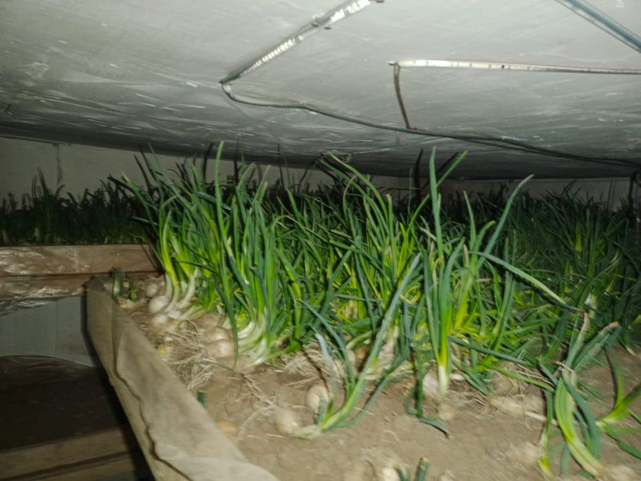 Срочно продам лук, цена договорная