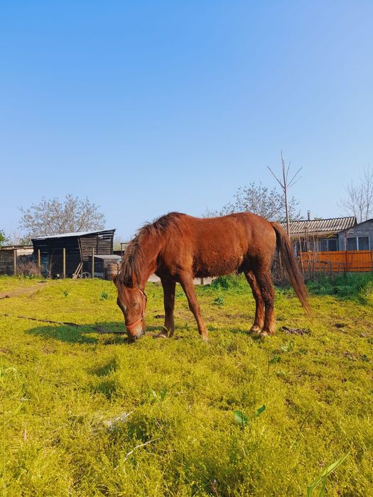 Vând cal (preț negociabil)