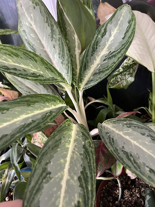 В Продаже Аглаонемы